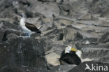 Galapagos albatros (Phoebastria irrorata) 