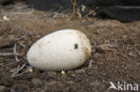 Galapagos albatros (Phoebastria irrorata) 