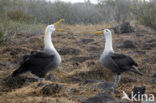 Galapagos albatros (Phoebastria irrorata) 