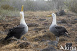 Galapagos albatros (Phoebastria irrorata) 