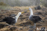 Galapagos albatros (Phoebastria irrorata) 