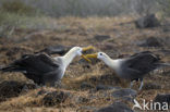 Galapagos albatros (Phoebastria irrorata) 