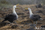 Waved albatross (Phoebastria irrorata) 