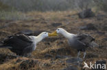 Waved albatross (Phoebastria irrorata) 