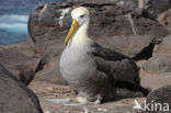 Waved albatross (Phoebastria irrorata) 