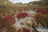 Galapagos Carpetweed (Sesuvium edmonstonei)