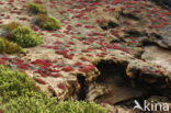 Galapagos Carpetweed (Sesuvium edmonstonei)