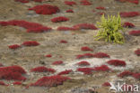 Galapagos Carpetweed (Sesuvium edmonstonei)