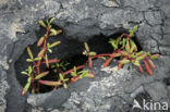 Galapagos Carpetweed (Sesuvium edmonstonei)