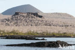 Galapagos eilanden