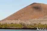 Galapagos eilanden