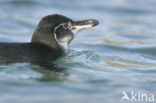 Galapagos pinguin (Spheniscus mendiculus) 