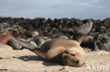 Galapagos zeeleeuw (Zalophus wollebaeki) 