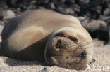 Galapagos zeeleeuw (Zalophus wollebaeki) 