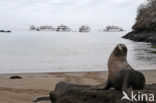 Galapagos zeeleeuw (Zalophus wollebaeki) 