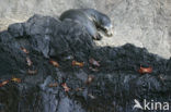 Galapagos zeeleeuw (Zalophus wollebaeki) 