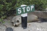 Galapagos zeeleeuw (Zalophus wollebaeki) 