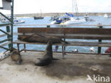 Galapagos zeeleeuw (Zalophus wollebaeki) 