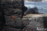 Galapagos zeeleeuw (Zalophus wollebaeki) 