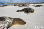 Galapagos Sea Lion (Zalophus wollebaeki) 