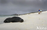 Galapagos zeeleeuw (Zalophus wollebaeki) 