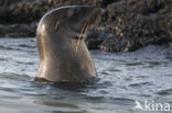 Galapagos zeeleeuw (Zalophus wollebaeki) 