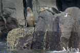 Galapagos zeeleeuw (Zalophus wollebaeki) 