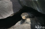 Galapagos Sea Lion (Zalophus wollebaeki) 