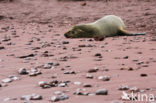 Galapagos zeeleeuw (Zalophus wollebaeki) 