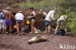 Galapagos zeeleeuw (Zalophus wollebaeki) 