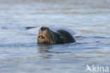 Galapagos zeeleeuw (Zalophus wollebaeki) 