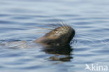 Galapagos zeeleeuw (Zalophus wollebaeki) 