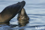 Galapagos zeeleeuw (Zalophus wollebaeki) 