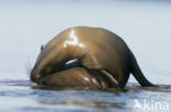 Galapagos zeeleeuw (Zalophus wollebaeki) 