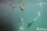 Galapagos Sea Lion (Zalophus wollebaeki) 