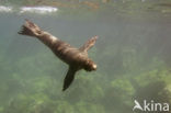 Galapagos zeeleeuw (Zalophus wollebaeki) 