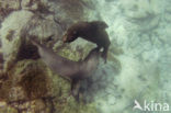 Galapagos zeeleeuw (Zalophus wollebaeki) 