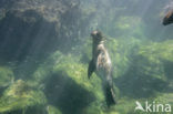 Galapagos zeeleeuw (Zalophus wollebaeki) 