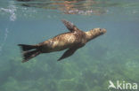 Galapagos zeeleeuw (Zalophus wollebaeki) 