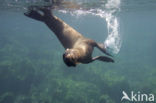 Galapagos zeeleeuw (Zalophus wollebaeki) 