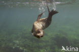 Galapagos zeeleeuw (Zalophus wollebaeki) 