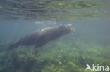 Galapagos zeeleeuw (Zalophus wollebaeki) 