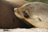 Galapagos zeeleeuw (Zalophus wollebaeki) 