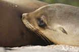 Galapagos zeeleeuw (Zalophus wollebaeki) 