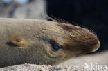 Galapagos zeeleeuw (Zalophus wollebaeki) 