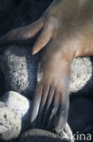 Galapagos Sea Lion (Zalophus wollebaeki) 