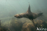 Galapagos zeeleeuw (Zalophus wollebaeki) 