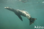 Galapagos zeeleeuw (Zalophus wollebaeki) 