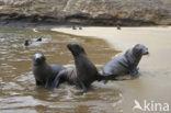 Galapagos zeeleeuw (Zalophus wollebaeki) 