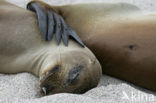 Galapagos zeeleeuw (Zalophus wollebaeki) 